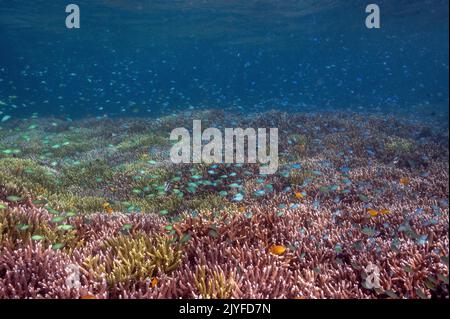 Récif pittoresque avec des damgels bleus, Chromis viridis, au-dessus des coraux pierreux Acrapora, Raja Ampat Indonésie. Banque D'Images