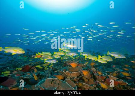 Récif pittoresque avec des lèvres en ruban, Plectorhinchus polytaenia, Raja Ampat Indonésie. Banque D'Images
