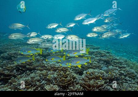 Des lèvres sucrées, Plectorhinchus lineatus, et des trévallis oculaires, Caranx sexfasciatus, sur des coraux foliaires, Montipora foliosa, Raja Ampat Indonésie. Banque D'Images