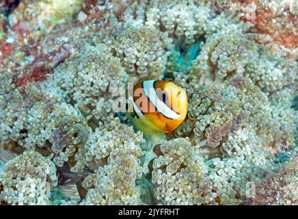 L'anémone Clark, Amphiprion clarkii, dans une anémone de mer à perles, Raja Ampat Indonésie. Banque D'Images