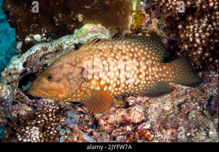 Mérou Bluespoted, Ceohalophelis cyanostigma, Raja Ampat Indnonesia Banque D'Images