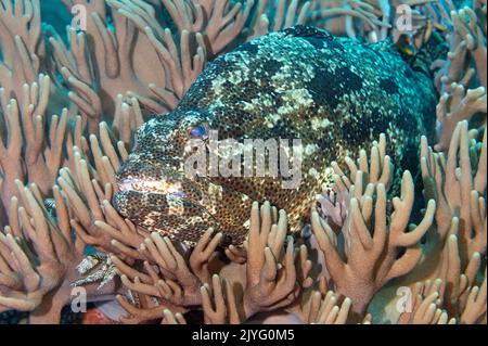 MALABAR groupeur, Epinephelus malabaricus, Raja Ampat Indonésie. Banque D'Images