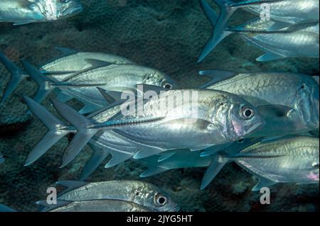 Grands trévallis oculaires, Caranx sexfasciatus, Raja Ampat Indonésie Banque D'Images