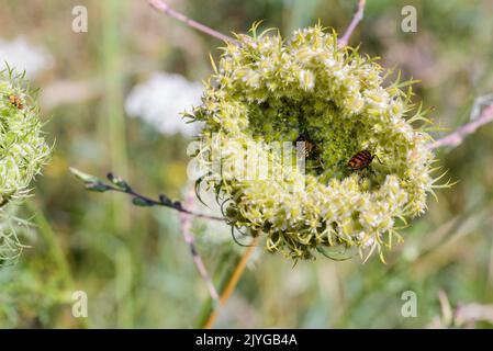 Macro d'une carotte sauvage fermée (Daucus carota), visitée par des insectes, près d'un lac à Kiev, Ukraine Banque D'Images