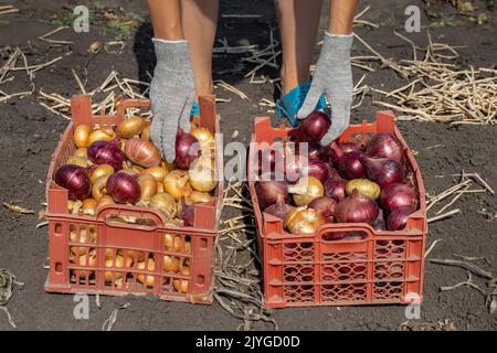 un fermier dans le champ trie les oignons avec ses mains. Femme triant l'oignon. Tri des oignons Banque D'Images