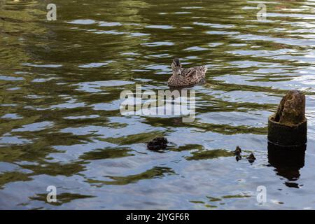 Le canard solitaire sauvage nage sur l'eau. Banque D'Images