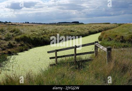 algues vertes dans la digue à salthouse, nord de norfolk, angleterre Banque D'Images