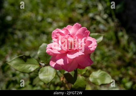 Gros plan de double rose violette sur fond flou - idéal pour le papier peint Banque D'Images