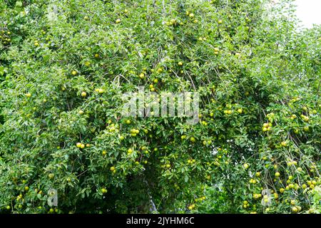Crabe pomme Tree (Malus sylvestris) Somerset, Angleterre, Royaume-Uni. Banque D'Images