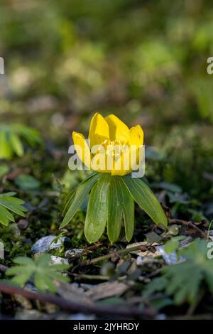 L'aconite d'hiver (Eranthis hyemalis), floraison, Pays-Bas, frison Banque D'Images
