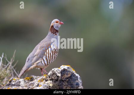 La perdrix de barbarie (Alectoris barbara), se dresse sur un rocher en semi-désert, îles Canaries, Lanzarote, Costa Teguise Banque D'Images