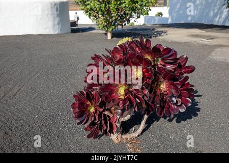 L'Aeonium (Aeonium arboreum) pousse sur un sol clairsemé, aux îles Canaries, à Lanzarote, à Mozaga Banque D'Images