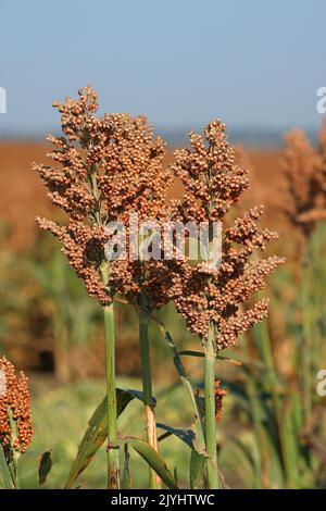 Broom-maïs, maïs-brome (Sorghum bicolor), infracesciences, Espagne, Andalousie, Tarifa, la Janda Banque D'Images