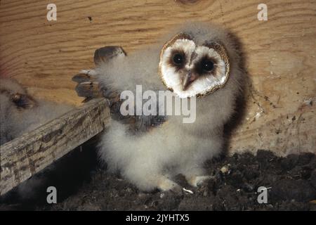 Hibou de la grange (Tyto alba), naissant dans une boîte de nidification, Allemagne Banque D'Images