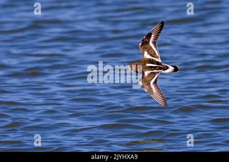 ruddy turnstone (Arenaria interprés), survolant la mer du Nord, pays-Bas, Frise Banque D'Images