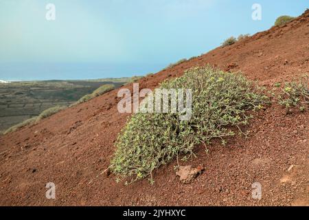 Sphème (Euphorbia balsamifera), arbuste sur la roche de lave au Montana Quemada, îles Canaries, Lanzarote, El Golfo Banque D'Images