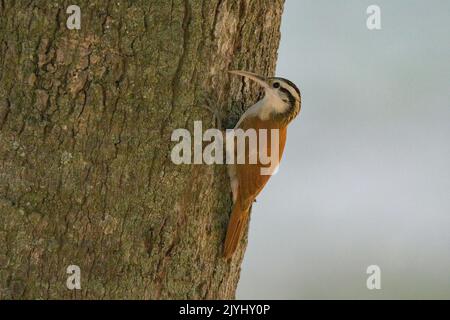 Vitesses rampantes (Lepidocolaptes angustirostris), perchées à un tronc, Brésil, Pantanal Banque D'Images