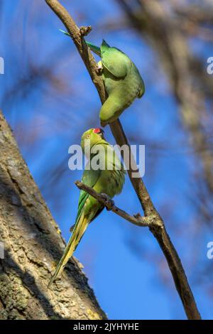 Parakeet à anneaux roses (Psittacula krameri), paire, afficher l'alimentation, pays-Bas, Hollande-Méridionale Banque D'Images