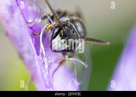 Visage jaune à mâchoires blanches (Hylaeus confusus), portrait, Allemagne Banque D'Images