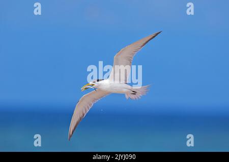 Grande sterne à crête (Thalasseus bergii, Sterna bergii), en vol avec des poissons pêchés dans le bec, Australie, Queensland Banque D'Images