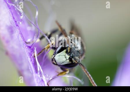 Visage jaune à mâchoires blanches (Hylaeus confusus), portrait, Allemagne Banque D'Images