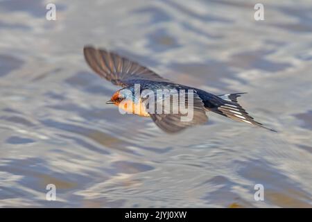 Hirondelle de bienvenue (Hirundo neoxena), en vol au-dessus de l'eau, Australie, Suedaustralien Banque D'Images