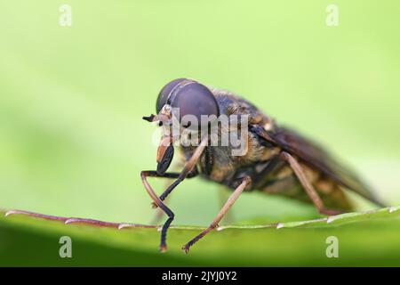 horsefly (Tabanus sudeticus), portrait, yeux composés et parties buccales, Allemagne, Rhénanie-du-Nord-Westphalie Banque D'Images