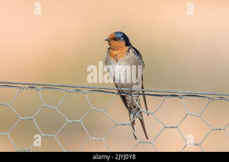 Hirondelle de bienvenue (Hirundo neoxena), perchée sur une clôture en treillis métallique, Australie, Suedaustralien Banque D'Images