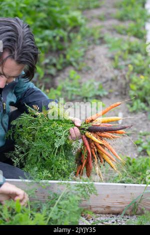 Homme cueillant des carottes de différentes couleurs Banque D'Images