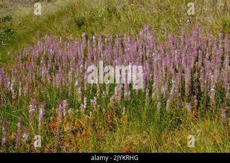 Fleurs violettes de la Fireweed, également appelée Epilobium angustifolium Banque D'Images