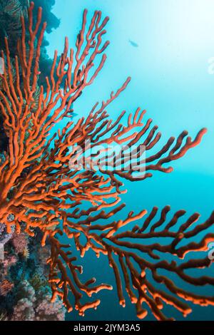 Un grand ventilateur de mer orange sinueux (Eunicella tricoronata) qui s'en emparera avec ses branches Banque D'Images