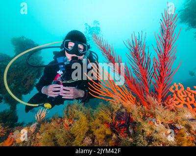 Un plongeur qui regarde la caméra se pose à côté de fans de la mer aux couleurs vives sous l'eau Banque D'Images