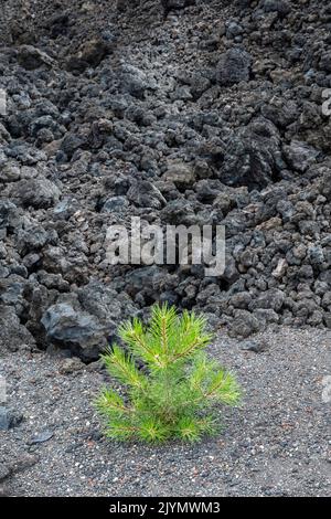 Une plantule de pin nouvellement plantée, faisant partie d'un projet de remise en état des terres et de reboisement sur un ancien écoulement de lave sur l'Etna, en Sicile, en Italie Banque D'Images