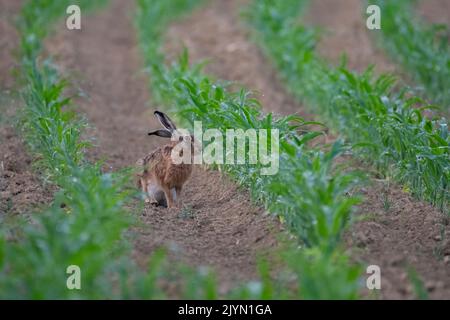 Lièvre européen (Lepus europaeus), assis dans un champ de maïs, Lorraine, France