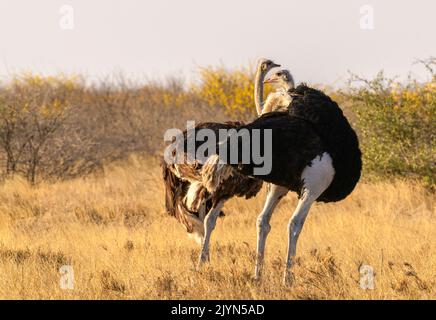 Deux Ostriches dans la Réserve de chasse du Kalahari central, Botswana Banque D'Images