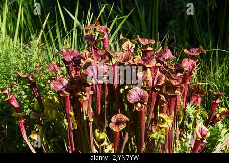 Plante de pichet en fleurs dans le jardin d'été. Banque D'Images