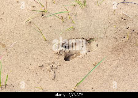 L'empreinte du cerf de Virginie (Capranolus capranolus) dans le sable Banque D'Images