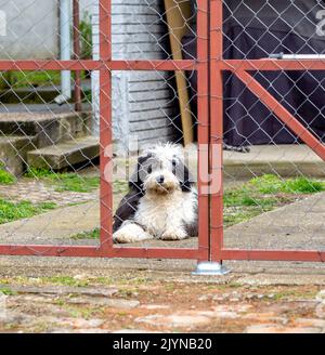 Fidèle chien de queue de cheval derrière la porte, attendant le propriétaire Banque D'Images