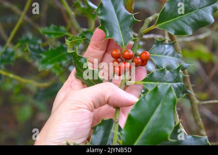 Branche d'arbre de Holly avec baies rouges dans la forêt. Banque D'Images