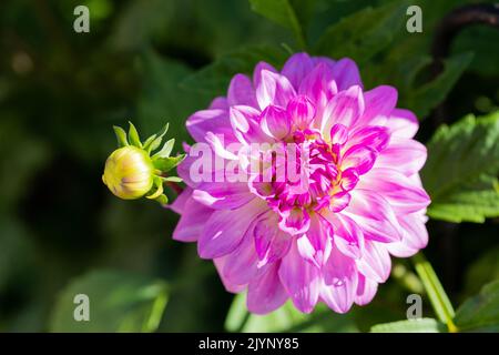 Fleur de dahlia rose violet en été, Angleterre, Royaume-Uni Banque D'Images