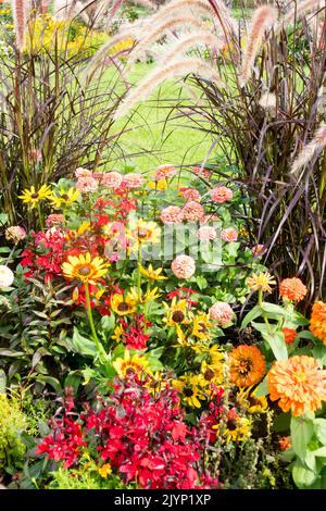 Jardin d'automne lit de fleurs colorées plantes mixtes Zinnias Dahlias Rudbeckias Lobelias herbes ensemble vivaces annuelles herbes ornementales Banque D'Images