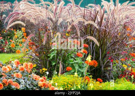 Plantes vivaces d'automne herbes frontière, jardin, Pennisetum setaceum 'rubrum', Dahlias Zinnies jardin d'automne pittoresque jardin horticole Banque D'Images