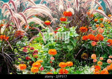 Herbes bordure de jardin Zinnias Fontaine pourpre herbe Pennisetum setaceum rubrum plantes vivaces et annuelles mélangées dans un lit de fleurs au début de l'automne Banque D'Images