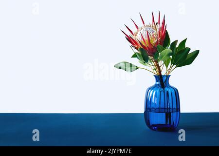 Fleur de Protea dans vase en verre bleu sur table bleue Banque D'Images