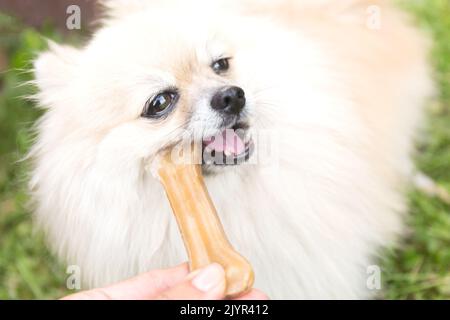 Chien de Poméranie mâchant un os sur fond d'herbe verte. Gros plan Banque D'Images