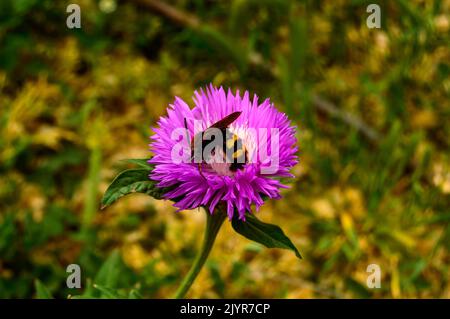 Wild hornet est pollinates rose cornflower - photo de gros plan. Banque D'Images