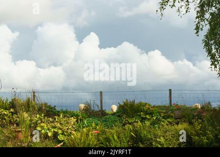 Abergavenny, Monbucshire, 8 septembre 2022 MÉTÉO: Le temps d'aujourd'hui a vu à la fois des averses et de fortes pluies, à côté de périodes de vent de broussterie, et le soleil se brisant à travers les nuages lourds. Crédit : Bridget Catterall/Alamy Live News Banque D'Images