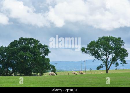 Abergavenny, Monbucshire, 8 septembre 2022 MÉTÉO: Le temps d'aujourd'hui a vu à la fois des averses et de fortes pluies, à côté de périodes de vent de broussterie, et le soleil se brisant à travers les nuages lourds. Crédit : Bridget Catterall/Alamy Live News Banque D'Images