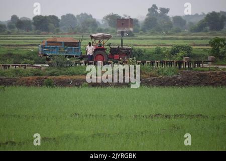 Un agriculteur indien travaille sur son champ de paddy Banque D'Images