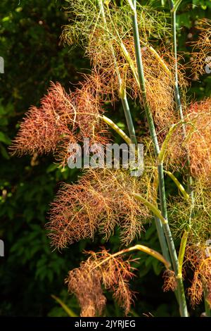 Foeniculum vulgare 'Purpureum' fenouil bronze attraper la lumière du soir. Banque D'Images